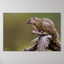 Recherche de terrestre photographie Nature
