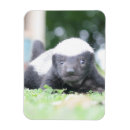Recherche de fait sur commande de bébé magnets Photographie