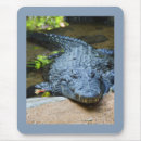 Recherche de crocodiles tapis souris Animal