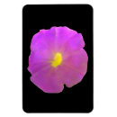 Recherche de pétunia magnets Jolie