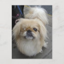 Recherche de visage de chien cartes postales Yeux