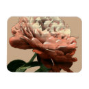 Recherche de rose rouge magnets Botanique