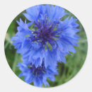 Recherche de les bleuets autocollants Fleur sauvage