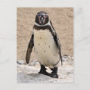 Recherche de pinguin cartes postales Pour tous