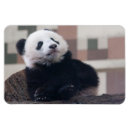 Recherche de ours panda magnets Noir et blanc