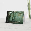 Recherche de pivert cartes postales Arbre