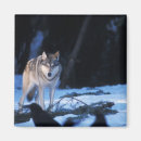 Recherche de steve magnets Animal