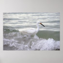 Zoek naar shorebird posters Strand