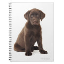Recherche de chocolat labrador retriever Animal