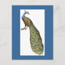 Recherche de illustrations cartes postales Paon