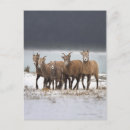 Zoek naar sheep briefkaarten Dier