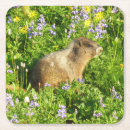 Recherche de marmottes dessous de verres Mignon