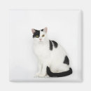 Recherche de tache noire magnets Animal
