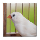 Zoek naar grappige vogels tegels Dier