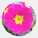 Zoek naar viooltje stickers Bloem