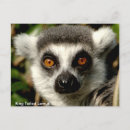 Recherche de lemur cartes postales De