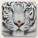 Recherche de tigre blanc dessous de verres Yeux