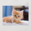 Recherche de yeux cartes postales Photographie