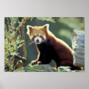 Recherche de panda rouge posters Fourrure