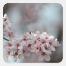 Recherche de fleurs de cerisier autocollants Photographie