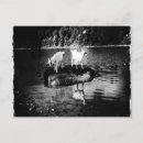 Recherche de chèvres cartes postales Ferme