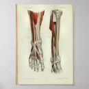 Recherche de muscle humain posters Anatomie