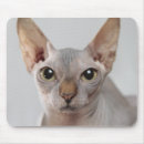 Recherche de sphinx tapis souris Chat