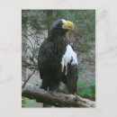 Zoek naar pauw vogel briefkaarten Wild
