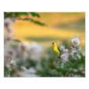 Zoek naar distels posters Natuur