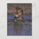 Recherche de rayures de tigre cartes postales Animal