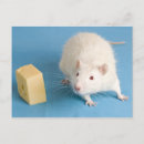 Recherche de rat drôle cartes postales Animal de compagnie