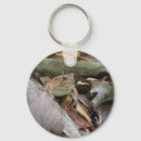 Recherche de crapauds porteclés Amphibiens