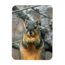 Recherche de écureuil magnets forêt