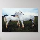 Recherche de percheron posters Horse