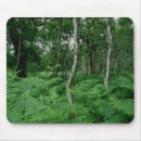 Recherche de forêt bouleau tapis souris Bois