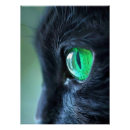 Zoek naar groot oog posters Groen