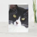 Recherche de chat smoking vœux cartes Minou