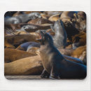 Recherche de otarie photographie Vie marine