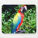 Recherche de aras tapis souris Oiseaux
