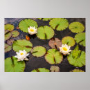 Recherche de étang nénuphar posters Jardin