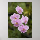 Recherche de jolies posters Orchidée