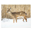 Recherche de roseaux posters Hiver