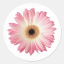 Recherche de gerbera photographie Fleur