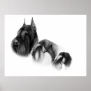 Zoek naar miniatuur schnauzer posters Standaard