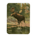 Recherche de chasse magnets Animal