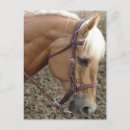Zoek naar palomino briefkaarten Equine