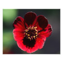 Zoek naar macro fotografie Rode bloem