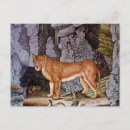 Recherche de lioness cartes postales Nature