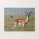 Recherche de gazelle puzzles Animal