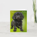 Recherche de cocker spaniel vœux cartes D'anniversaire